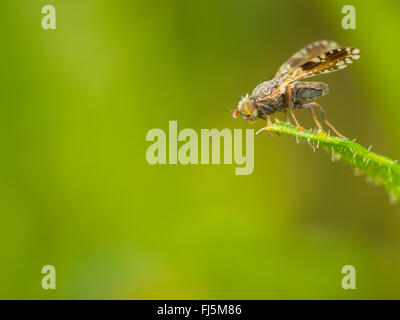 Fly (mouche Tephritis neesii), Aile-forme mâle sur la grande marguerite (Leucanthemum vulgare), Allemagne Banque D'Images