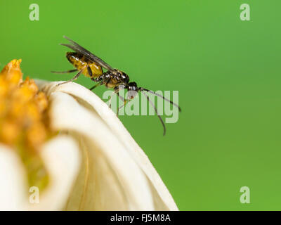 Braconides, braconides (WASP), homme atrator Bracon sur la fleur de oxeye daisy-Leucanthemum vulgare (Allemagne), Banque D'Images