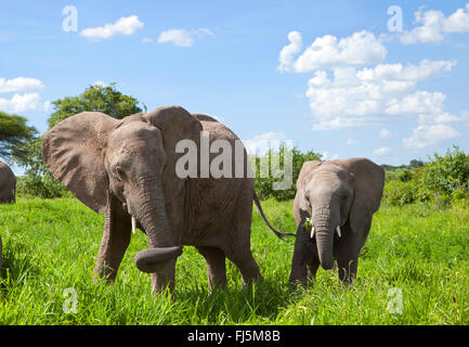 L'éléphant africain (Loxodonta africana), vache et son veau sur l'herbe de l'éléphant, au Kenya Banque D'Images