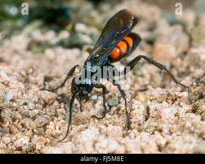 Les bandes noires (Anoplius viaticus wasp spider, Anoplius viaticus fuscus, Pompilus), Femme de creuser le nid, Allemagne Banque D'Images