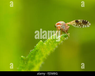 Fly (mouche Tephritis neesii), Aile-forme femelle sur la grande marguerite (Leucanthemum vulgare), Allemagne Banque D'Images