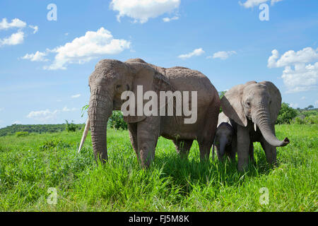 L'éléphant africain (Loxodonta africana), vache éléphant avec les veaux sur l'herbe, au Kenya Banque D'Images