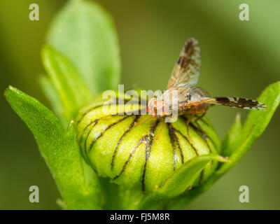 Fly (mouche Tephritis neesii), Aile-forme femelle sur la grande marguerite (Leucanthemum vulgare), Allemagne Banque D'Images