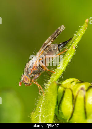 Fly (mouche Tephritis neesii), femelle sur la grande marguerite (Leucanthemum vulgare), Allemagne Banque D'Images