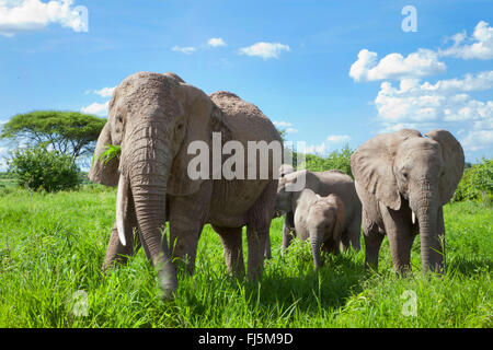 L'éléphant africain (Loxodonta africana), le pâturage, la famille d'éléphants au Kenya Banque D'Images