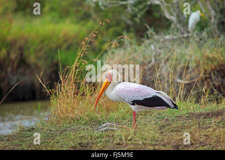 Yellow-billed stork (Mycteria ibis), s'agenouiller à ses pieds en avant à un rivage, Kenya, Masai Mara National Park Banque D'Images