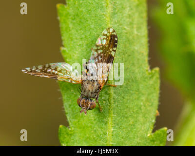 Fly (mouche Tephritis neesii), Aile-forme mâle sur la grande marguerite (Leucanthemum vulgare), Allemagne Banque D'Images