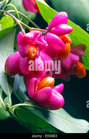 La fusée européenne-tree (Euonymus europaea, Euonymus europaeus), de fruits mûrs avec des graines d'orange, Allemagne Banque D'Images