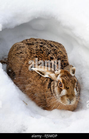 Lièvre européen, lièvre Brun (Lepus europaeus), dans la fosse dans la neige, l'Autriche, Burgenland, Seewinkel Banque D'Images