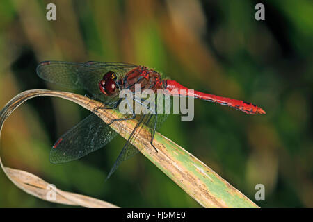 Ruddy, sympetrum Sympetrum sanguineum Ruddy (dard), homme assis sur une feuille, vue latérale, Allemagne Banque D'Images