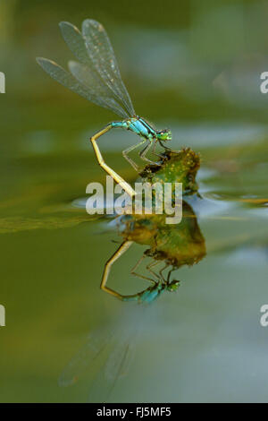 D'ischnura, commun à queue bleue d'Ischnura elegans (demoiselle), femme à la ponte, Allemagne Banque D'Images