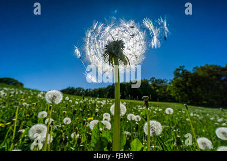 Le pissenlit officinal (Taraxacum officinale), avec tête de fructification fruits libération, l'Allemagne, la Saxe Banque D'Images