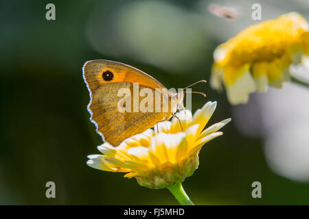 (Maniola jurtina Meadow brown, Epinephele jurtina), femelle sur une fleur, l'Allemagne, la Bavière Banque D'Images