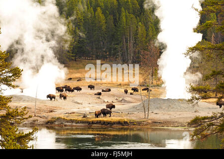 American bison, Bison (Bison bison), Troupeau de buffles en face de hot springs, États-Unis d'Amérique, Wyoming, Yellowstone National Park, West Thumb Geyser Basin Banque D'Images