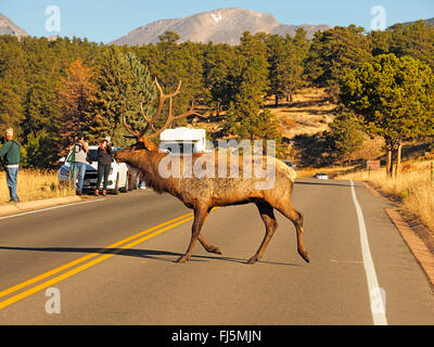 Wapiti, le wapiti (Cervus elaphus canadensis, Cervus canadensis), stag traverse une rue, USA, Colorado, Rocky Mountain National Park Banque D'Images