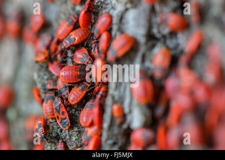 Firebug (Pyrrhocoris apterus), larves avant l'hibernation, l'Allemagne, la Bavière Banque D'Images