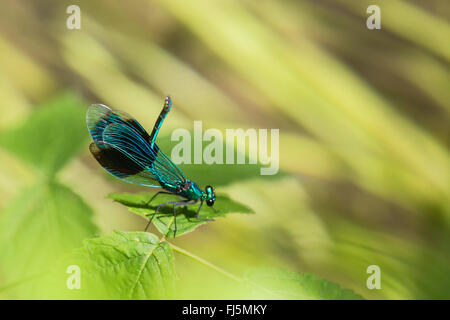 Blackwings bagués, bagués agrion, bagués (Calopteryx splendens, demoiselle Agrion splendens), brandissant leurs congénères masculins, l'Allemagne, la Bavière Banque D'Images