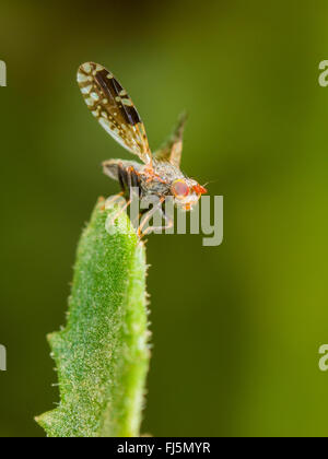 Fly (mouche Tephritis neesii), Aile-forme mâle sur la grande marguerite (Leucanthemum vulgare), Allemagne Banque D'Images