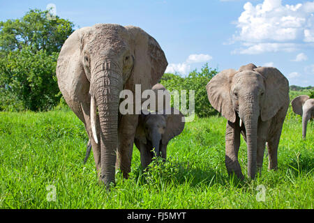 L'éléphant africain (Loxodonta africana), vache éléphant avec les veaux sur l'herbe, au Kenya Banque D'Images