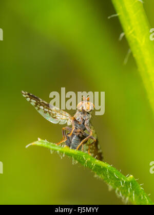 Fly (mouche Tephritis neesii), Aile-forme mâle sur la grande marguerite (Leucanthemum vulgare), Allemagne Banque D'Images