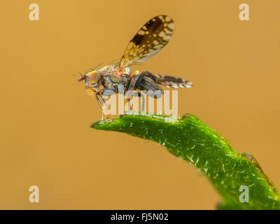 Fly (mouche Tephritis neesii), Aile-forme mâle sur la grande marguerite (Leucanthemum vulgare), Allemagne Banque D'Images