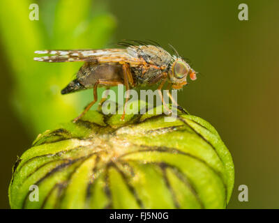 Fly (mouche Tephritis neesii), femelle sur la grande marguerite (Leucanthemum vulgare), Allemagne Banque D'Images