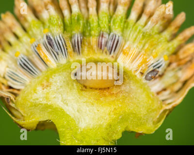 Fly (mouche Tephritis neesii), jeune nymphe dans le anthodium de la grande marguerite (Leucanthemum vulgare), Allemagne Banque D'Images