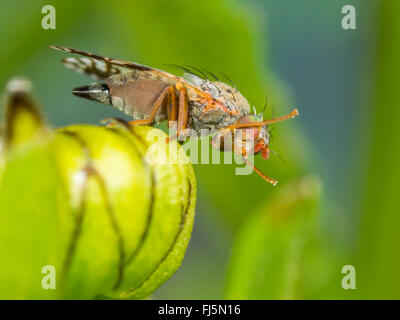 Fly (mouche Tephritis neesii), femelle sur la grande marguerite (Leucanthemum vulgare), Allemagne Banque D'Images