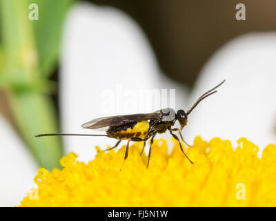 Braconides, braconides (WASP), Femme atrator Bracon sur une fleur de oxeye daisy-Leucanthemum vulgare (Allemagne), Banque D'Images