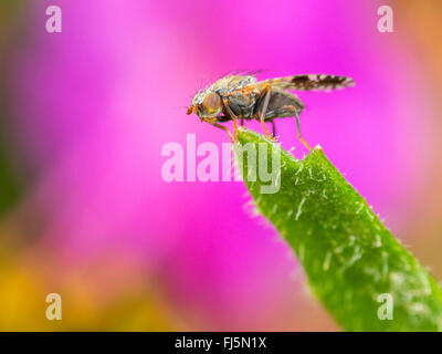 Fly (mouche Tephritis neesii), homme sur la grande marguerite (Leucanthemum vulgare), Allemagne Banque D'Images