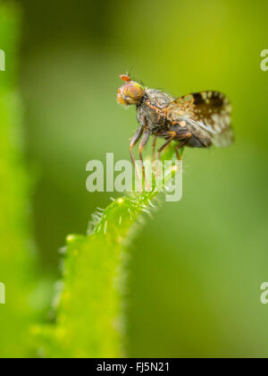 Fly (mouche Tephritis neesii), Aile-forme mâle sur la grande marguerite (Leucanthemum vulgare), Allemagne Banque D'Images