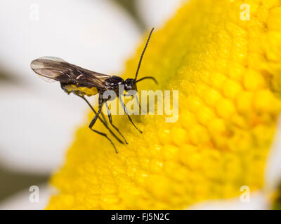 Braconides, braconides wasp (Bracon) atrator, femelle pond un œuf dans la larve de Tephritis neesii dans la fleur de oxeye daisy-Leucanthemum vulgare (Allemagne), Banque D'Images