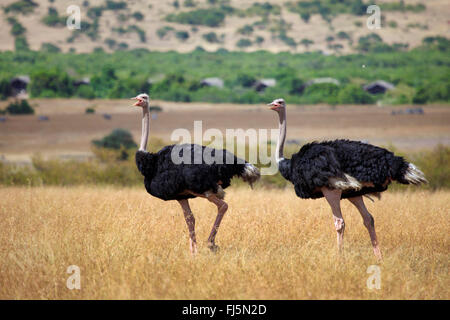 Autruche autruche masai, massai, autruche d'Afrique du Nord (Struthio camelus massaicus), deux autruches à marcher ensemble sur l'herbe haute, Kenya, Masai Mara National Park Banque D'Images