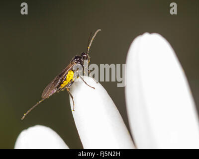 Braconides, braconides (WASP), Femme atrator Bracon sur une fleur de oxeye daisy-Leucanthemum vulgare (Allemagne), Banque D'Images