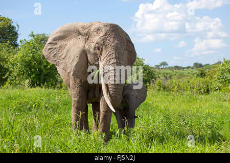 L'éléphant africain (Loxodonta africana), vache et son veau sur l'herbe de l'éléphant, au Kenya Banque D'Images