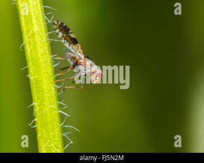 Fly (mouche Tephritis neesii), Aile-forme mâle sur la grande marguerite (Leucanthemum vulgare), Allemagne Banque D'Images