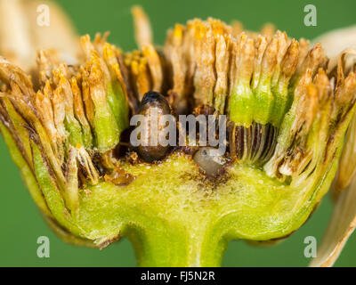 Fly (mouche Tephritis neesii), les pupes dans le anthodium de la grande marguerite (Leucanthemum vulgare), Allemagne Banque D'Images