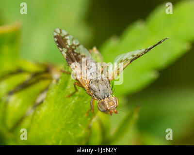 Fly (mouche Tephritis neesii), Aile-forme femelle sur la grande marguerite (Leucanthemum vulgare), Allemagne Banque D'Images