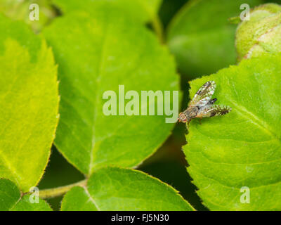 Fly (mouche Tephritis neesii), Femme assise sur une feuille de rose, Allemagne Banque D'Images