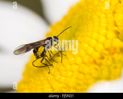 Braconides, braconides wasp (Bracon) atrator, femelle pond un œuf dans la larve de Tephritis neesii dans la fleur de oxeye daisy-Leucanthemum vulgare (Allemagne), Banque D'Images