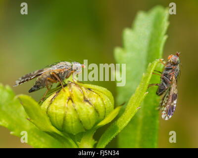 Fly (mouche Tephritis neesii), femelle (gauche) et mâle (à droite) sur la grande marguerite (Leucanthemum vulgare), Allemagne Banque D'Images