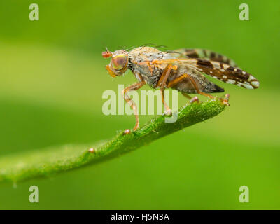 Fly (mouche Tephritis neesii), femelle sur la grande marguerite (Leucanthemum vulgare), Allemagne Banque D'Images