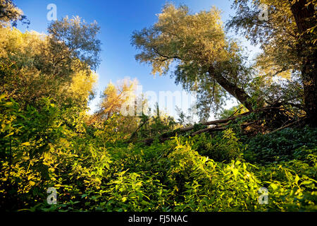 Fini naturel paysage avec des arbres dans le Vieux Rhin près de Androp, Allemagne, Rhénanie du Nord-Westphalie, Bas-rhin, Rees Banque D'Images