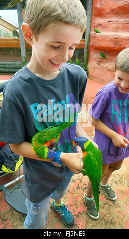 Rainbow Lorikeet lory, arc-en-ciel (Trichoglossus haematodus), boy feeding loris doux dans un parc d'oiseaux Banque D'Images