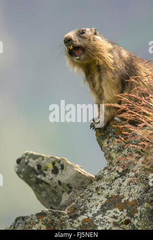 Marmotte des Alpes (Marmota marmota), cor et Marmot, half-length portrait, l'Autriche, Roma, le Parc National du Hohe Tauern, Grossglockner Banque D'Images
