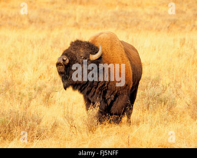 American bison, Bison (Bison bison), Bull, USA, Wyoming, Yellowstone National Park, Hayden Valley Banque D'Images