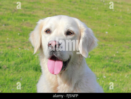 Golden Retriever (Canis lupus f. familiaris), 5 ans chien mâle blanc dans un pré, portrait, Allemagne Banque D'Images