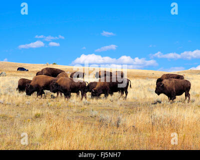 American bison, Bison (Bison bison), Troupeau de buffles, USA, Wyoming, Yellowstone National Park, Lamar Valley Banque D'Images