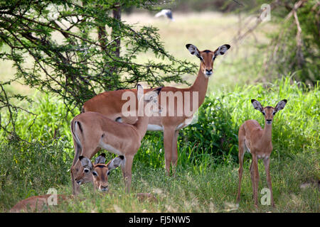 Impala (Aepyceros melampus), l'impala avec de jeunes animaux reposant à l'ombre d'un buisson, Tanzanie Banque D'Images