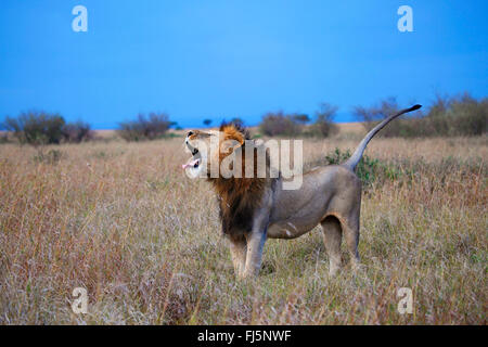 Lion (Panthera leo), homme lion rugir à Savannah, Kenya, Masai Mara National Park Banque D'Images